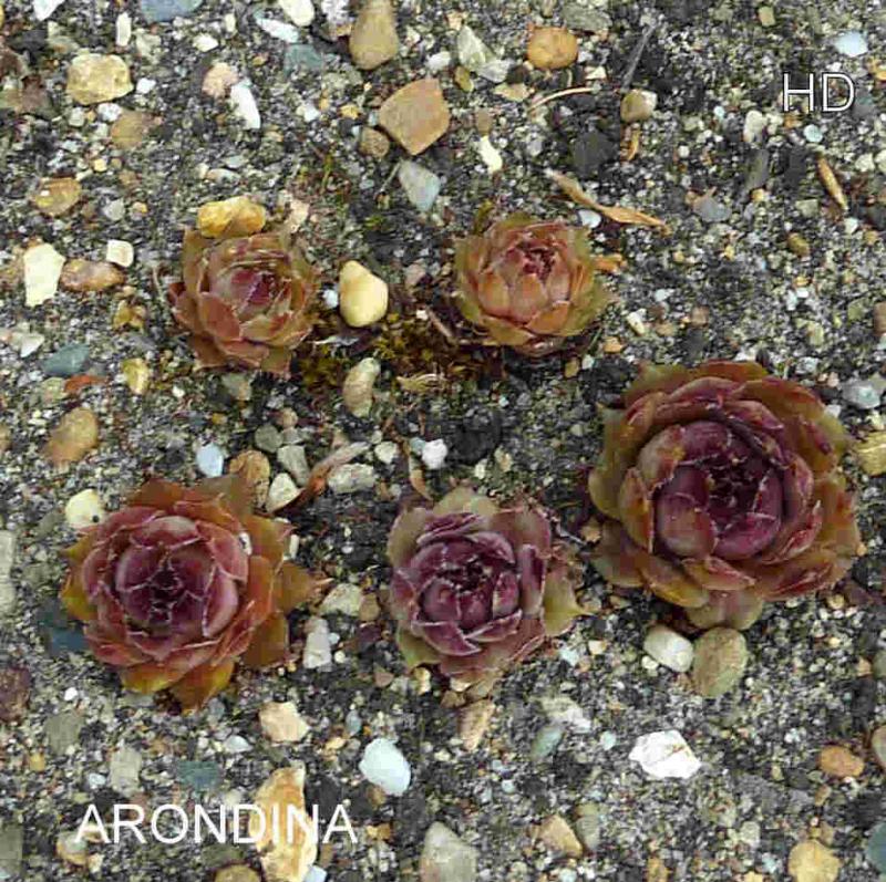 Arondina