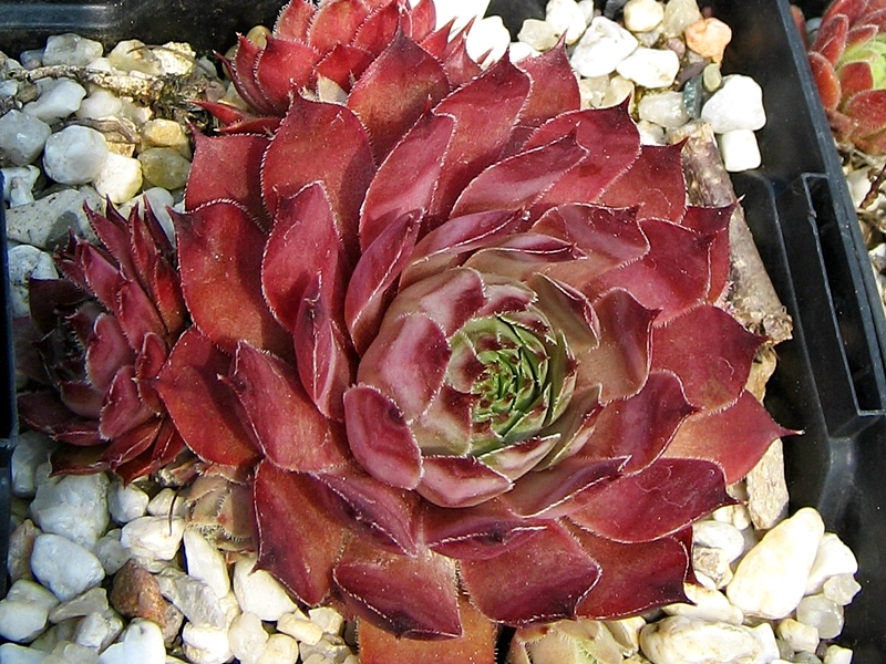 Arondina