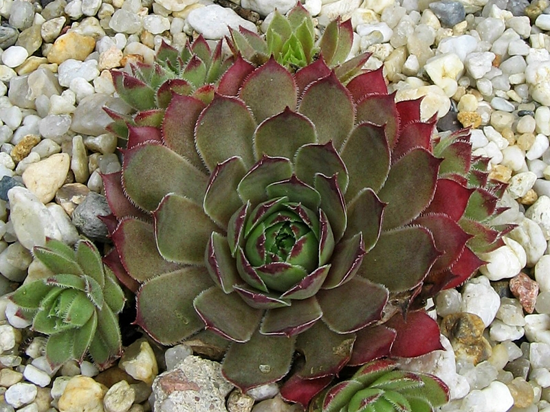 Arondina