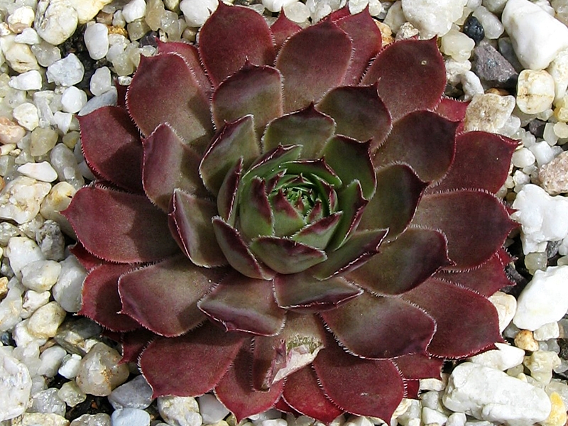 Arondina