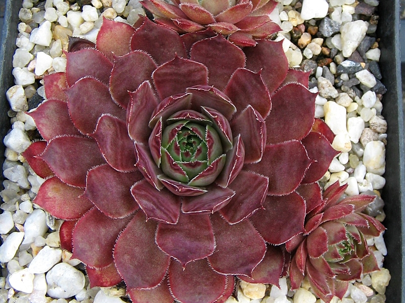 Arondina