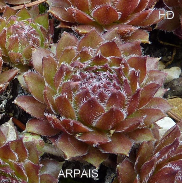 Arpais