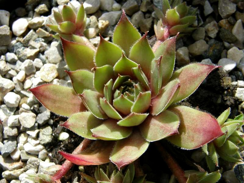 Arrowheads Red