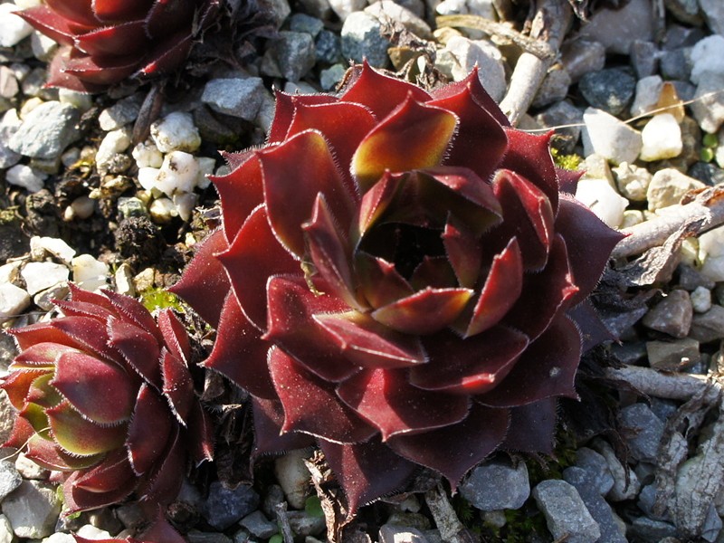 Arrowheads Red