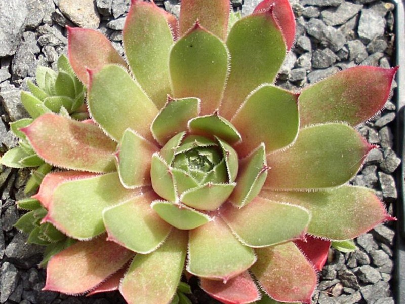 Arrowheads Red
