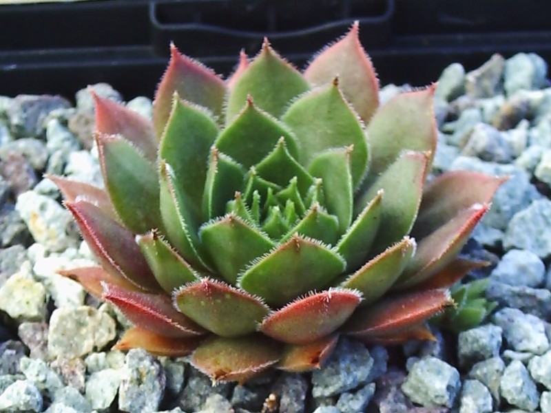 Arrowheads Red