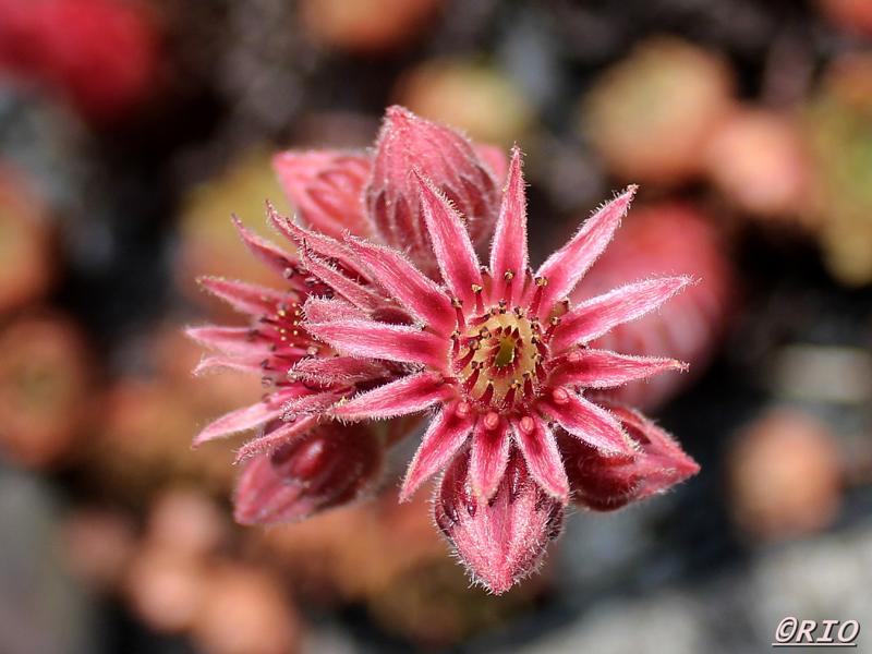 Arrowheads Red