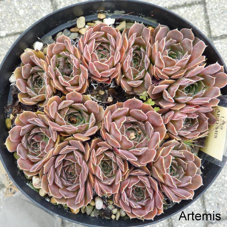 Artemis / Jovi