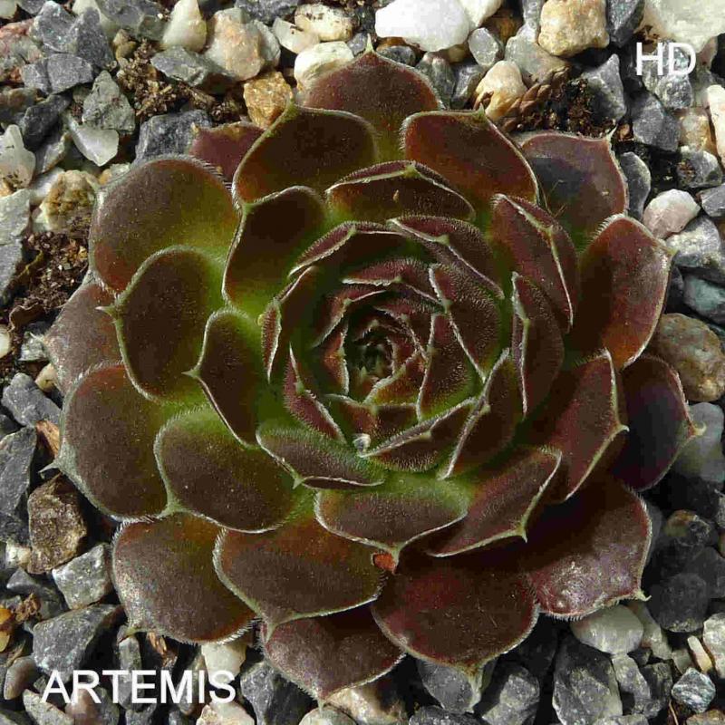 Artemis / Jovi