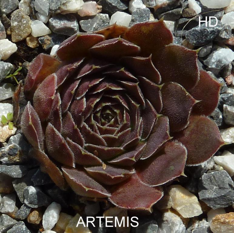 Artemis / Jovi