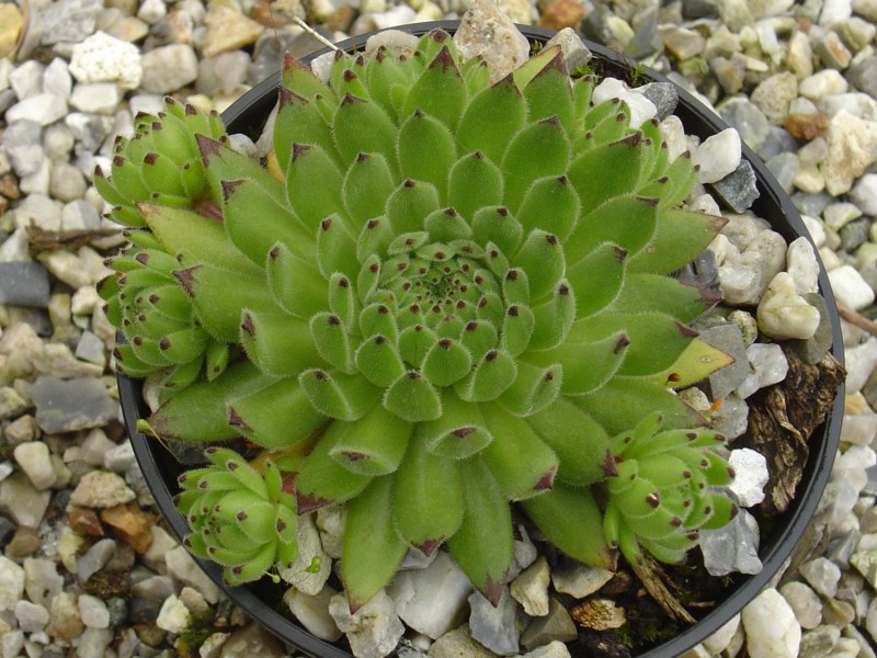 Arthurite