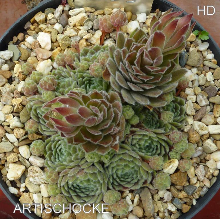 Artischocke