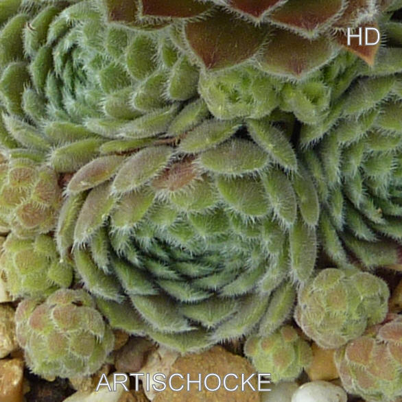 Artischocke