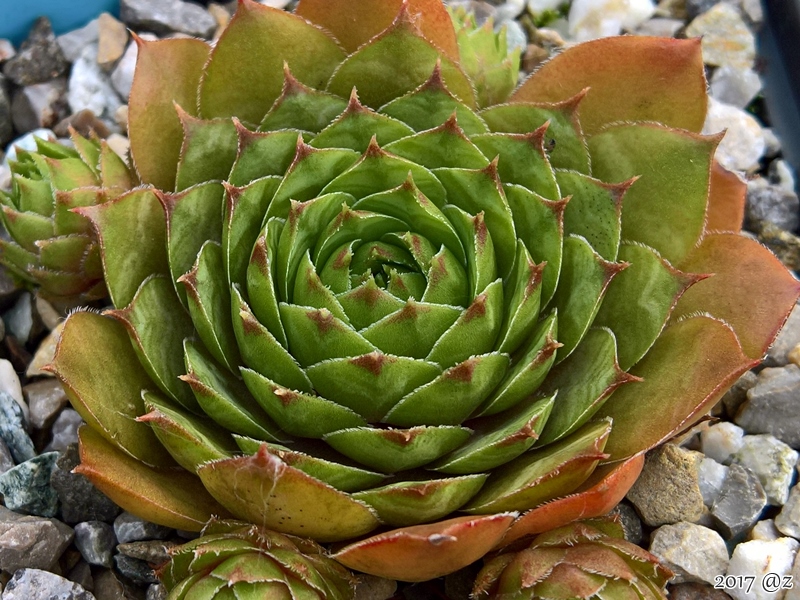 Aruma