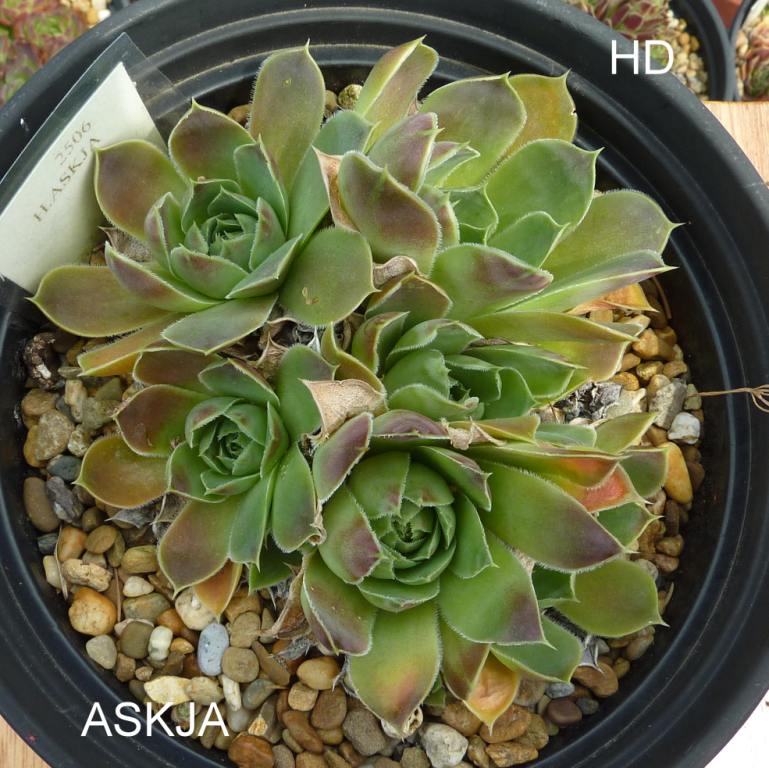 Askja / Jovi