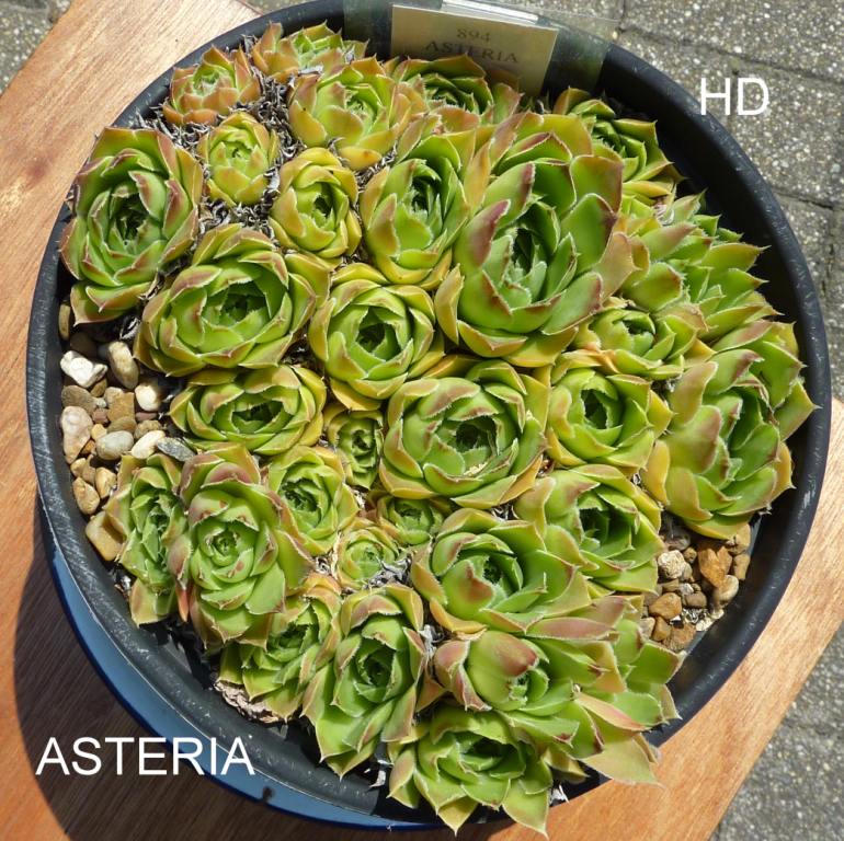 Asteria / Jovi