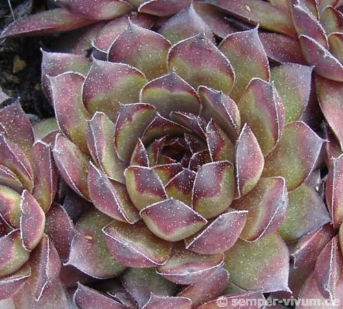 Atropurpureum