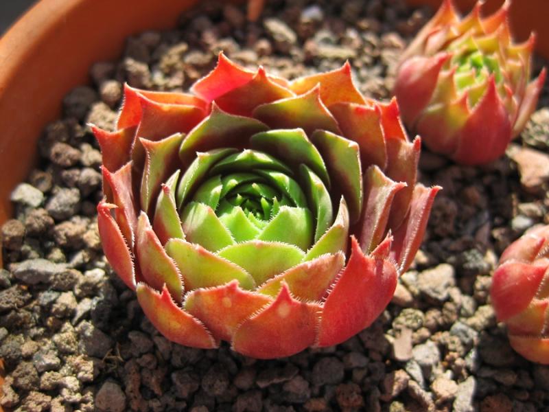 Atropurpureum