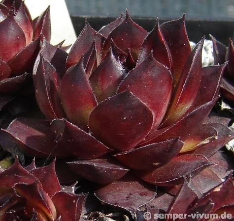 Atropurpureum