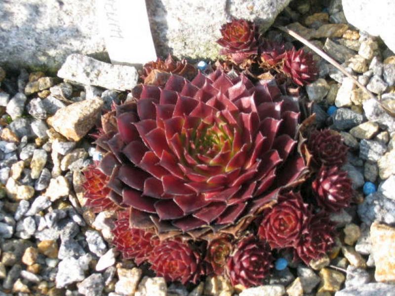 Atropurpureum