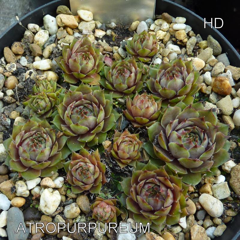 Atropurpureum