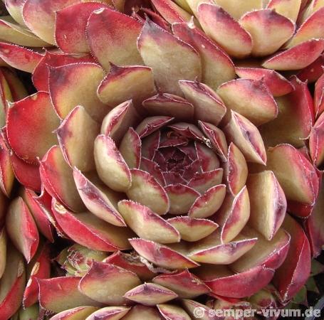 Atropurpureum