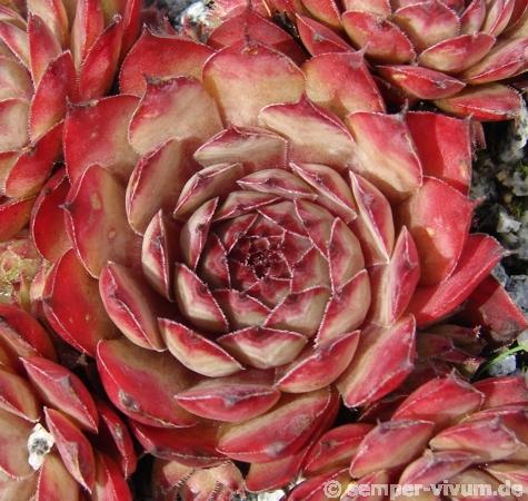 Atropurpureum