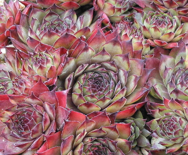 Atropurpureum