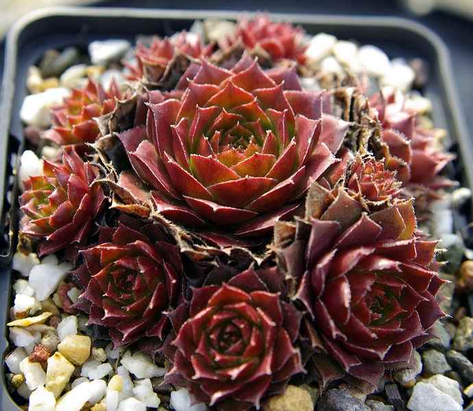 Atropurpureum
