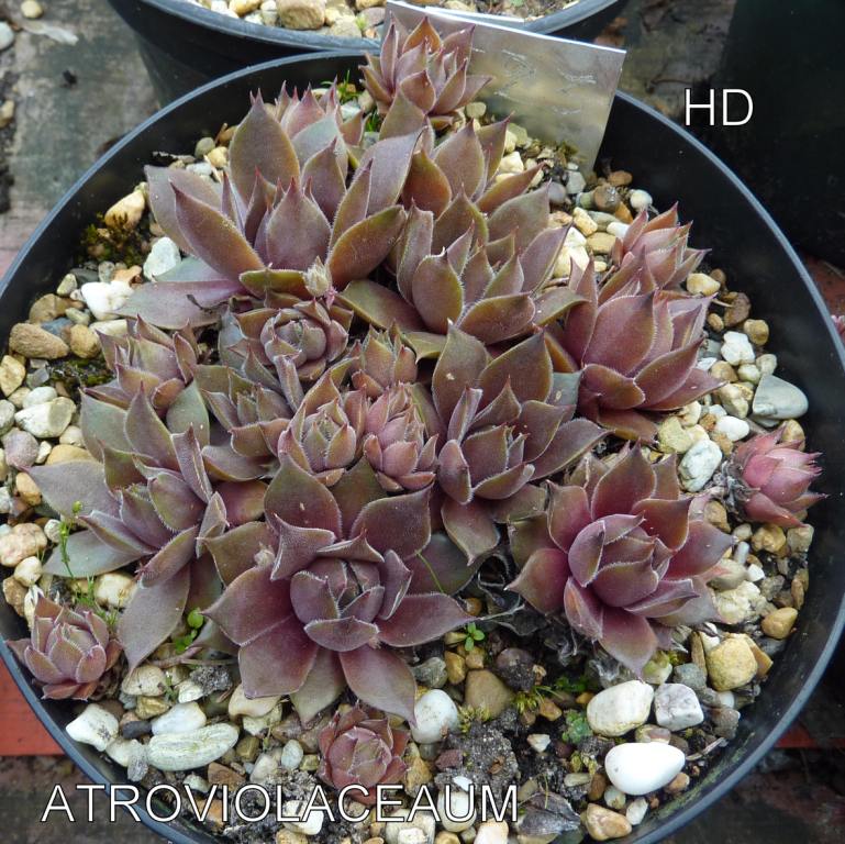 Atroviolaceum ( II )