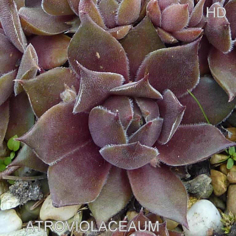 Atroviolaceum ( II )