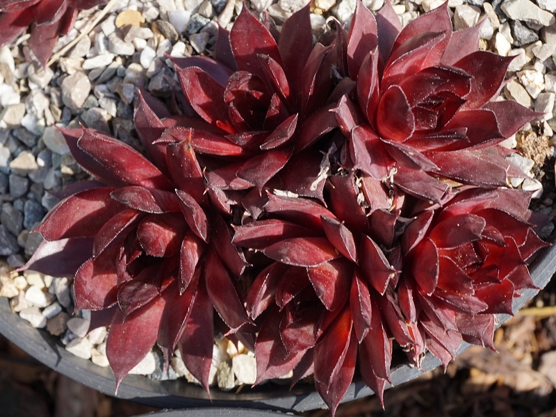 Atroviolaceum Heimlich