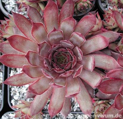 Atroviolaceum Heimlich