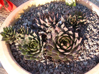 Atroviolaceum Heimlich