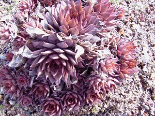 Atroviolaceum Heimlich