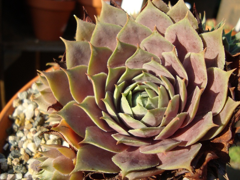 Atroviolaceum