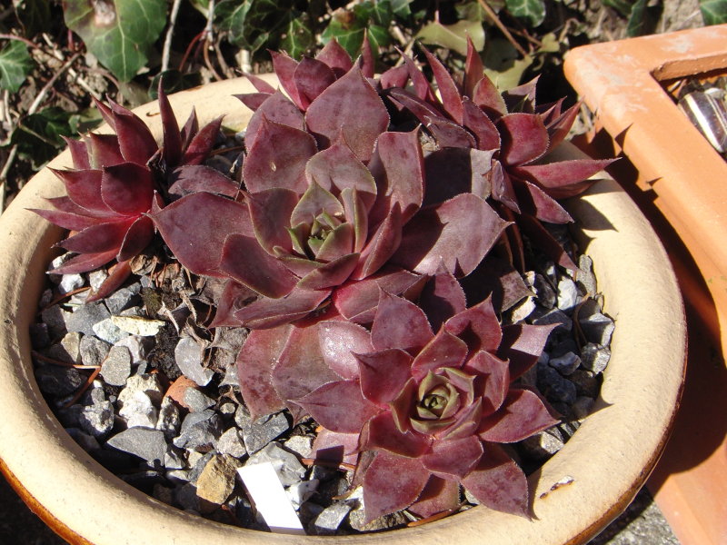 Atroviolaceum