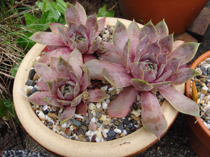 Atroviolaceum