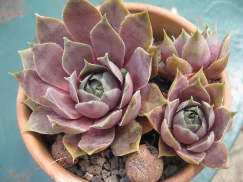 Atroviolaceum