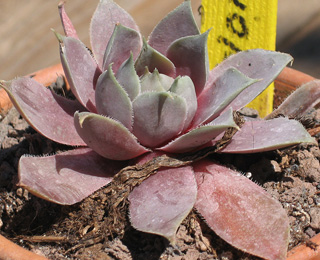 Atroviolaceum