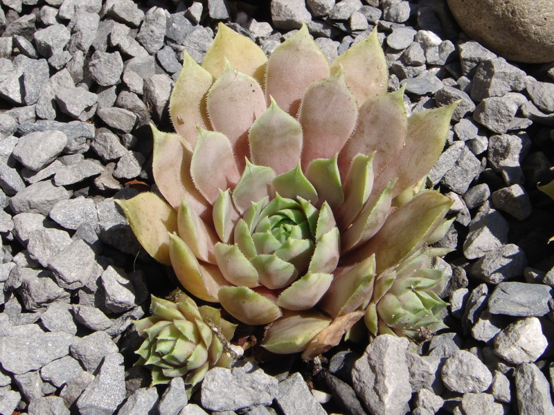 Atroviolaceum