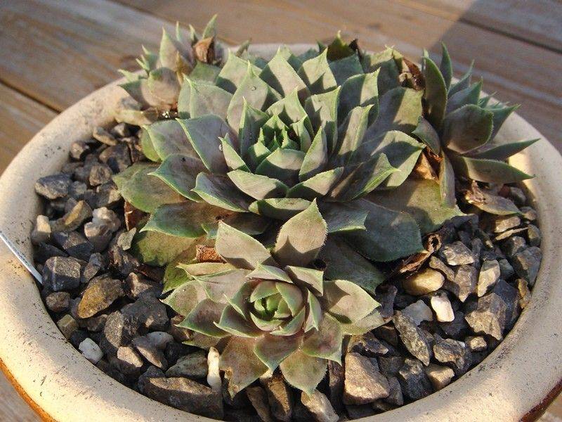 Atroviolaceum