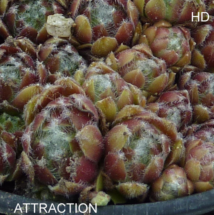 Attraction