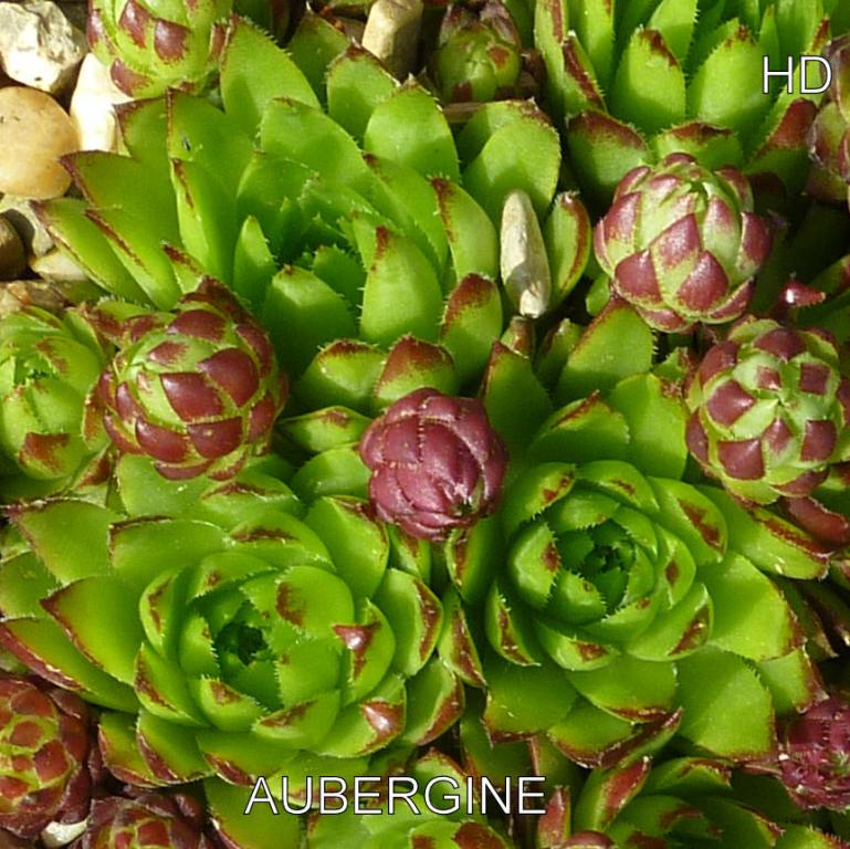 Aubergine / Jovi