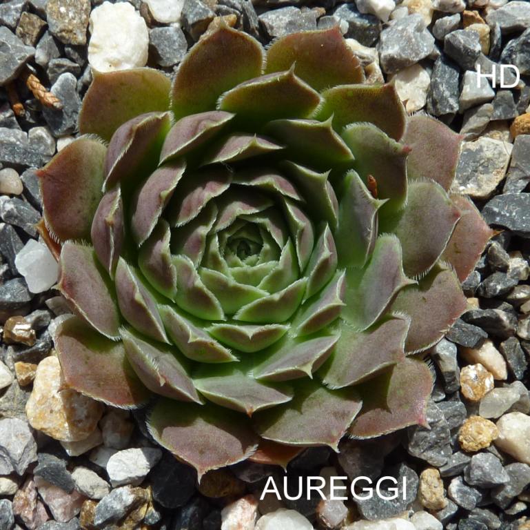 Aureggi / Jovi