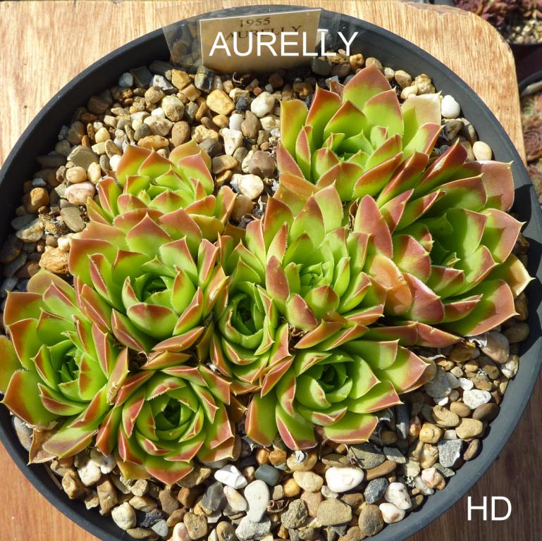 Aurelly / Jovi