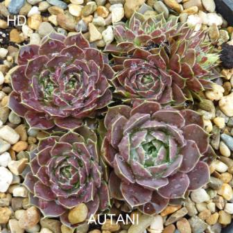 Autani / Jovi