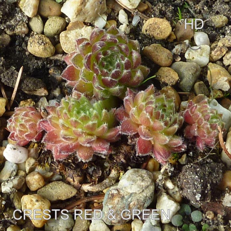 Crests Red & Green