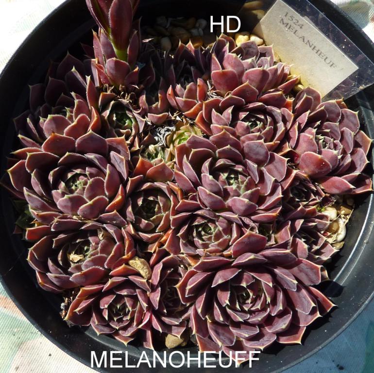 Melanoheuff / Jovi