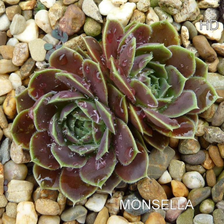 Monsella / Jovi